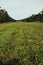 Small plane on rural airstrip, green runway