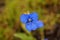 Small plant of blue petals shaped like a butterfly