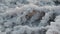 The small plant covered by white salt crystals on the surface of the white dry salt lake with cracks in the steppe on the sunny da