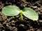 Small plant cucumber