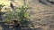 Small Plant on Desert Sands at Sunrise