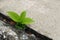 Small plant germinate Grow up on the cement floor