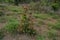 Small Plant in Green Jungle of Palampur Himachal Pradesh India Background View 3