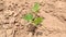 Small plant of green pulse Moong in desert field