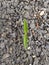 Small Plant Grows in Stones