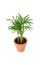 Small plant palm tree Howea Kentia growing in brown pot with green leave isolated on white background, indoor palm for decorative