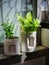 Small plant in reuse plastic can take up little space in house or office, help purify the air, give oxygen.green corner