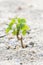 Small plant on sand