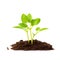 A small plant sprouting out of the ground, green energy, symbol of utilizing solar power for sustainable growth.