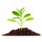 A small plant sprouting out of the ground, green energy, symbol of utilizing solar power for sustainable growth.