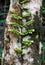 Small plant on trees in Madagascar rainforest