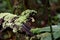 Small plant on trees in Madagascar rainforest