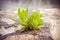 Small plant was born in an improbable place - power of life concept image