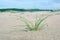 A small plant well alive in thick sand