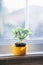 Small plant in yellow pot on window sill