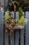 Small planter with tiny plants and hanging vines on blue wooden picket fence in front of stone wall