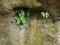 Small Plants in Bedrock in Zion National Park - June 2011