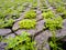 Small plants in the concrete pathway brick