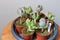 Small plants crassula