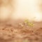 Small plants growing in the dirt on a sandy field, AI