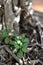 Small plants growing near bonsai root with sunlight.