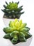 Small Plants pot Home decoration white background