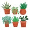 Small plants in pot illustration