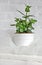 Small plants in a white pot on a white side board against a white plaster wall background, with a copy area on the right
