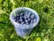 Small plastick bucket full with big, ripe cultivated blueberries or highbush blueberries harvested in the garden in green grass in