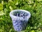 Small plastick bucket full with big, ripe cultivated blueberries or highbush blueberries harvested in the garden in green grass in