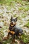 Small playful blackand brown miniature pinscher dog