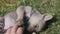 Small playful yard puppy. Puppy chews the fingers of a man`s hand.