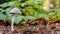 Small pleated Inkcap mushroom