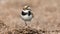 the small plover allowed itself to be filmed at close range