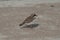 Small Plover sitting on concrete,