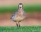 Small Plover stands in a field of lush green grass, with a hazy background