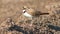 small plover stands with open beak