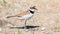the small plover stands on the sand in summer