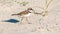 A small plover walks along the sand in summer