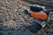 Small plowing machine in hands of a farmer making arable in black soil