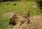 Small plump marmot and sparrows walking on the lawn