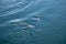 Small pod of dolphin surface above blue water in spring