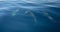 Small pod of five common bottlenosed dolphins swimming underwater near the Channel Islands National Park off California coast USA