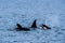 Small pod of orcas off the coast of Seward, Alaska