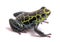 Small poison dart or arrow frog, Ranitomeya variabilis
