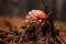 Small poisonous fly agaric mushroom grows in the forest on pine needles