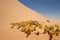 Small, poisonous sand viper with erected head and opened mouth among desert vegetation on orange dunes against blue sky of Dorob