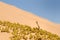 Small, poisonous sand viper with erected head and opened mouth side-winding in the sand of Dorob National Park, Namibia, Africa.