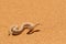 Small, poisonous sand viper with  tongue out, side-winding in the sand of Dorob National Park, Namibia, Africa. Close up desert