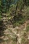 Small pole next to trail on rocky terrain covered by trees